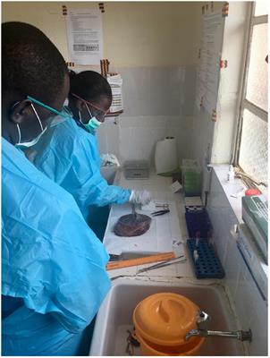 Building Perinatal Pathology Research Capacity in Sub-Saharan Africa